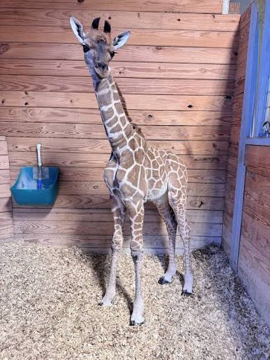 Milani standing outdoors in the yard after recovering, with no tube or neck wrap.