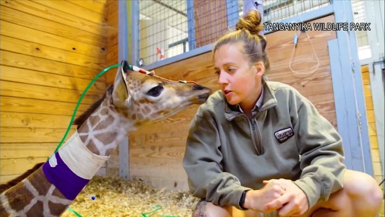 Milani with a keeper in her care enclosure, an oxygen line visible and a purple neck wrap in place.